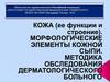 Кожа. Ее функции и строение