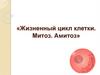 «Жизненный цикл клетки. Митоз. Амитоз
