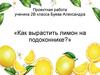 Проектная работа «Как вырастить лимон на подоконнике?»