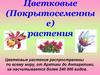 Цветковые (Покрытосеменные) растения