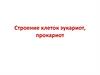 Строение клеток эукариот, прокариот