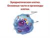 Эукариотическая клетка. Основные части и органоиды клетки