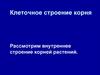 Клеточное строение корня