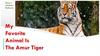 Amur Tiger