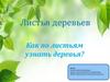 Листья деревьев