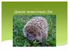 Дикие животные: ёж