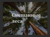 Смешанные леса