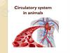 Circulatory system in animals