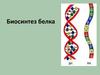 Биосинтез белка. Наследственная информация о первичной структуре белковой молекулы