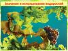 Значение и использование водорослей