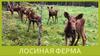 Лосиная ферма