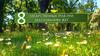8 лекарственных трав при заболеваниях ЖКТ