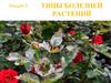 Типы болезней растений. Лекция 2