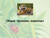 Общие признаки животных