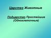 Царство Животные. Подцарство Простейшие (Одноклеточные)