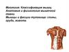 Миология. Классификация мышц. Анатомия и физиология мышечной ткани. Мышцы и фасции туловища: спины, груди, живота