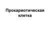 Прокариотическая клетка