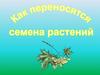 Как переносятся семена растений
