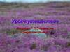 Баллада Р.Л. Стивенсона «Вересковый мёд». Урок-путешествие
