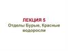Отделы Бурые и Красные водоросли  (лекция 5)
