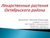Лекарственные растения Октябрьского района