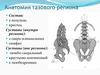 Анатомия тазового региона