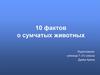 10 фактов о сумчатых животных