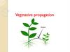 Vegetative propagation