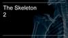 The Skeleton