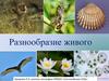 Разнообразие живого