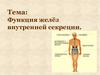 Функция желёз внутренней секреции