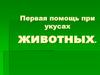 Первая помощь при укусах животных