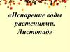 Испарение воды растениями. Листопад