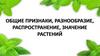 Общие признаки, разнообразие, распространение, значение растений