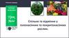 Спільне та відмінне у голонасінних та покритонасінних рослин  (урок № 44)