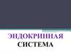 Эндокринная система. Лекция № 24