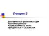 Декоративные растения: отдел магнолиецветные magnoliophita, класс однодольные – liliopsida