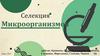 Селекция микроорганизмов