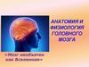 Анатомия и физиология головного мозга