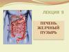 Печень. Желчный пузырь