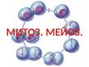 Митоз. Мейоз. Строение хромосом. Хромосомный набор