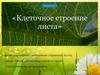 Клеточное строение листа