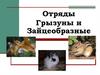 Отряды Грызуны и Зайцеобразные