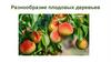 Разнообразие плодовых деревьев