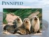 Pinniped
