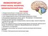 Физиология ЦНС: ствол мозга, мозжечок, промежуточный мозг