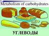 Углеводы. Окисление пирувата