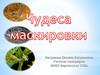 Чудеса маскировки