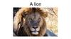 A lion