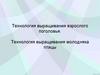 Технология выращивания взрослого поголовья. Технология выращивания молодняка птицы. Урок 151-152